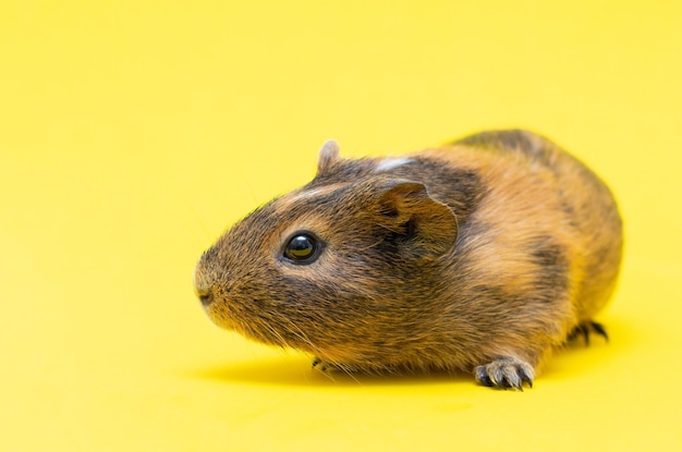 Guinea pig beigeblack colors on a yellow background