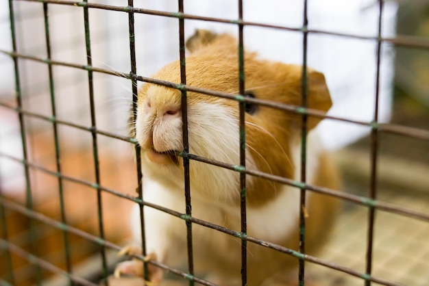 Guinea pig in a cage close up