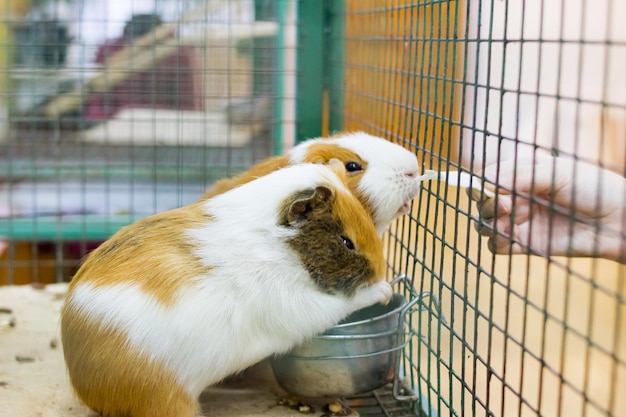 Guinea pig in a cage close up