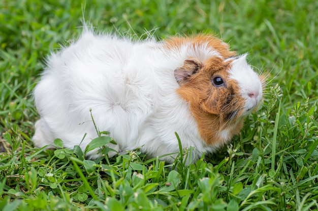 기니피그 (Cavia porcellus)가 푸른 잔디를 먹고 있습니다.