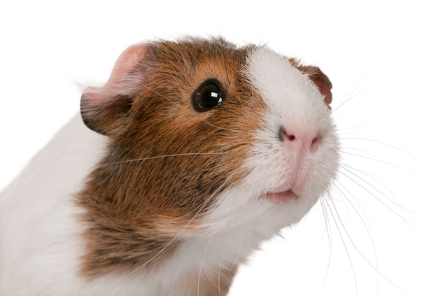 Cavia, cavia porcellus isolato