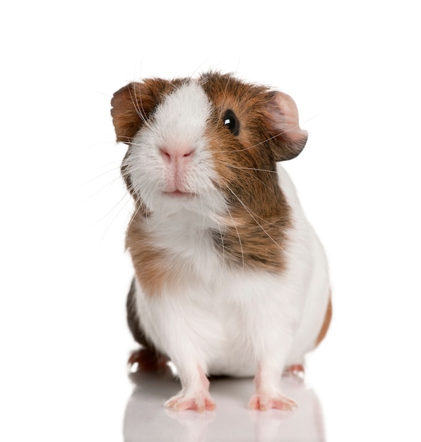 Guinea pig, Cavia porcellus isolated