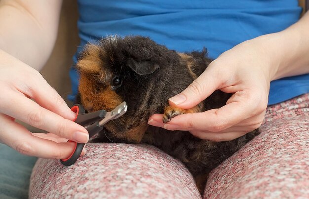 Photo a guinea pig or cavy sitting in a spring field with flowers