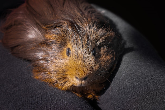 Cavia nelle mani del bambino, fine in su.