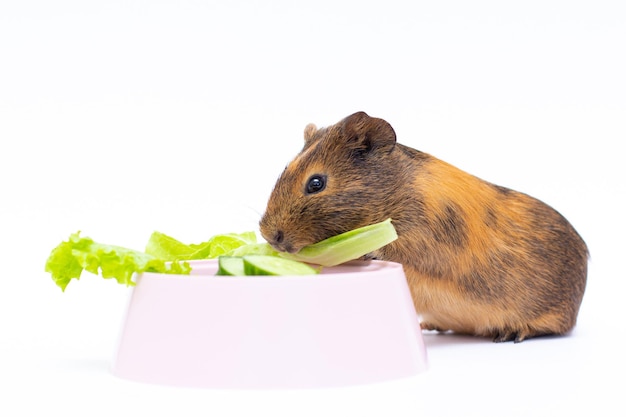 Guinea pig eating greens apple from the bowl on the white background