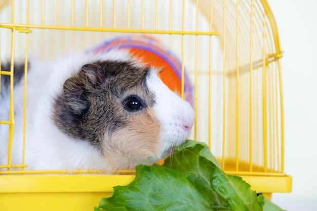 Guinea pig eating lettuce leaves care about pet