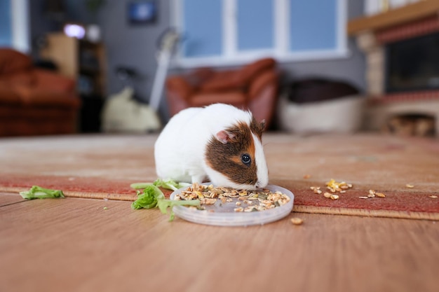 The guinea pig eats food