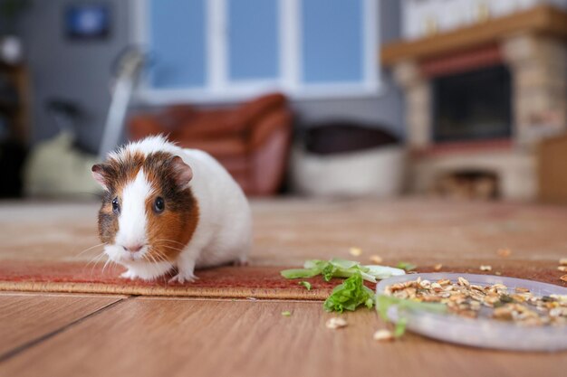 モルモットは食べ物を食べる