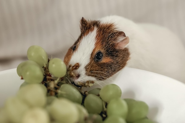 Guinea pig eats grapes from plates