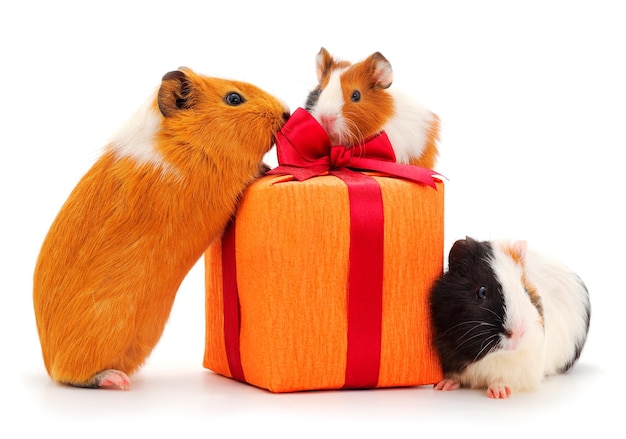 Guinea pig family and gift box isolated on white background Funny guineapig