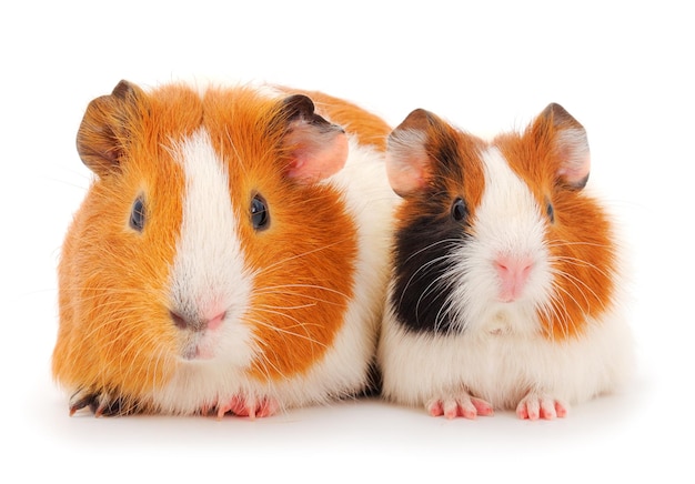 Guinea pig family isolated on white background Funny guineapig