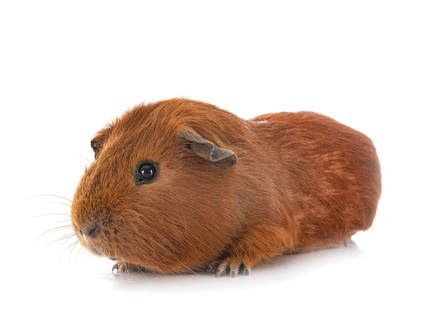 Guinea pig in front of white background