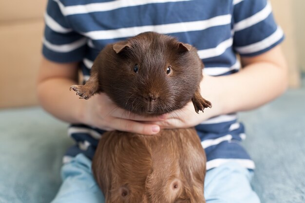 A guinea pig in the hands of a child. Pets