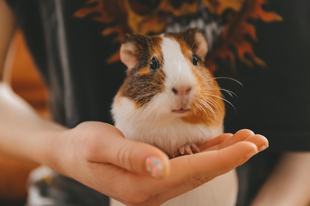 The guinea pig on his hands