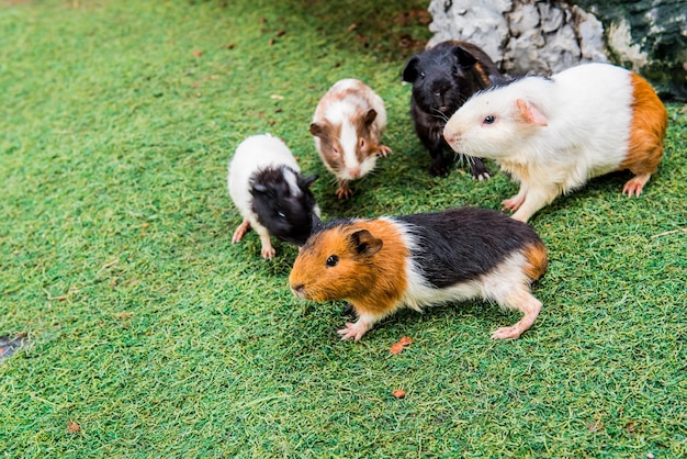 Guinea pig is a popular household pet