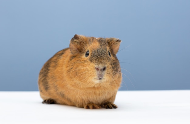 Photo guinea pig isolated on the blue background