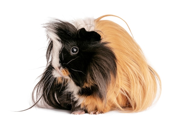 Guinea pig isolated on a white .