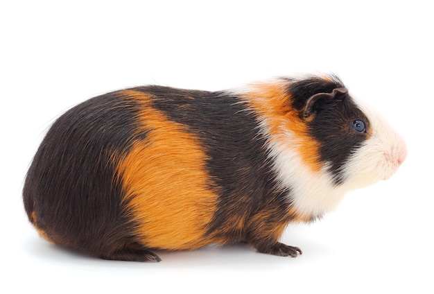 Guinea pig isolated