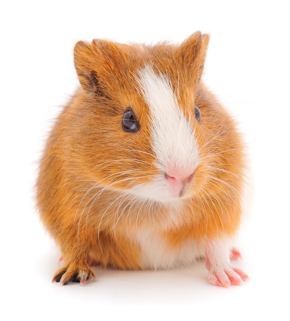 Guinea pig isolated