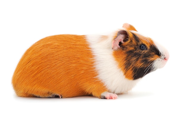 Guinea pig isolated