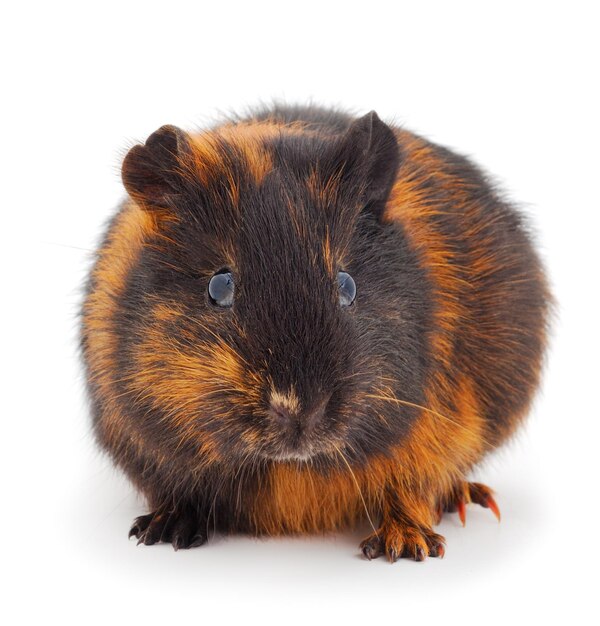 Guinea pig isolated