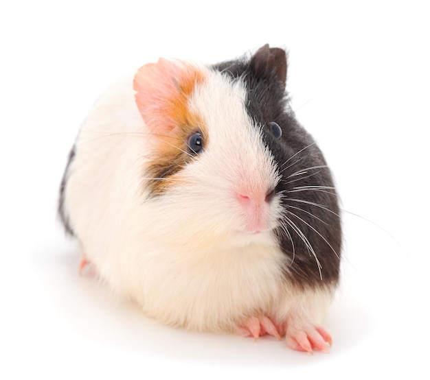 Guinea pig isolated