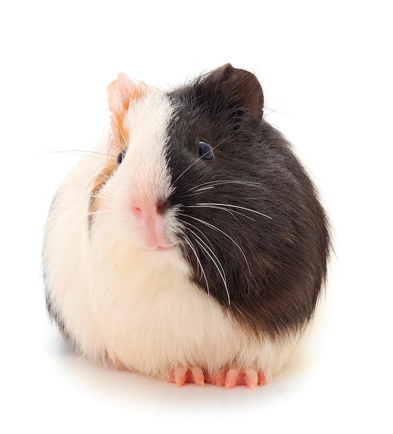 Guinea pig isolated