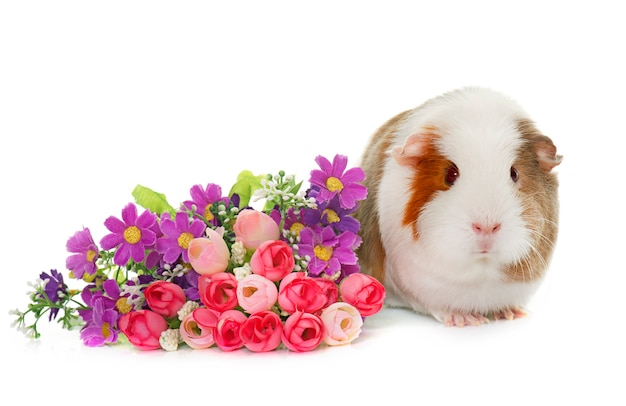 guinea pig isolated