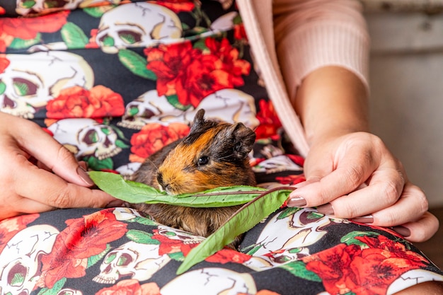 Guinea pig in the lap of a person eating green leaf.