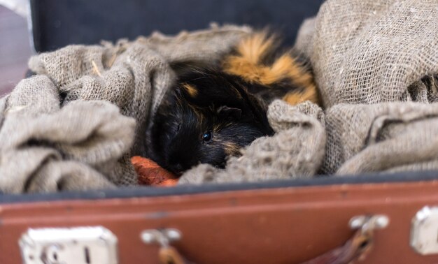 Guinea pig lying in a vintage suitcase