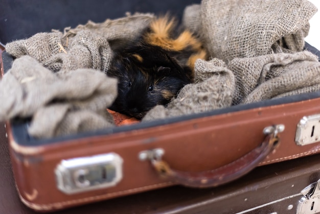 Guinea pig lying in a vintage suitcase