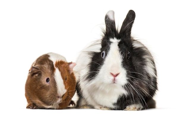 Foto cavia e coniglio insieme seduti su sfondo bianco