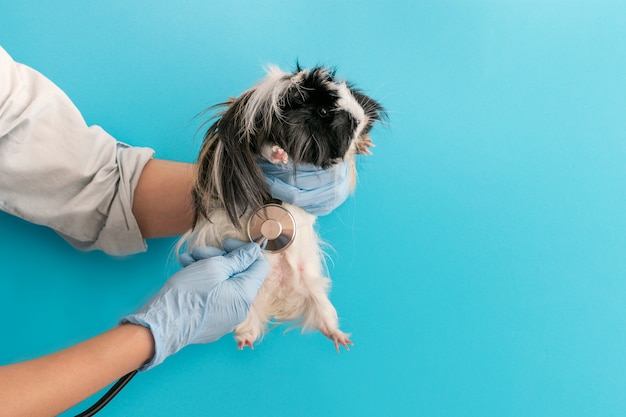 Guinea pig at the reception of a veterinarian