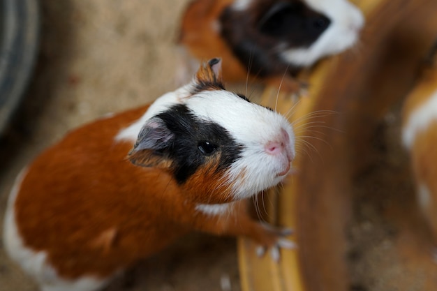 Guinea pig searching for food