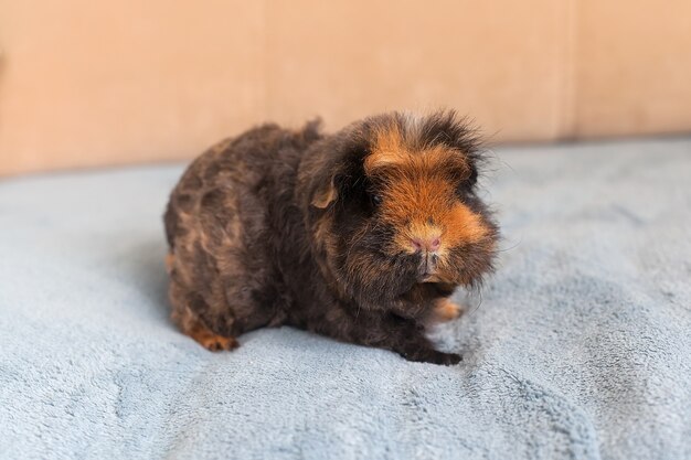 Guinea pig short hair. Short-haired guinea pig, purebred merino guinea pig.