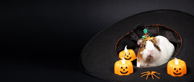 A guinea pig sits in a hat and prepares for Halloween