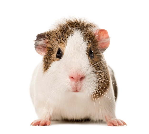 Guinea pig standing , isolated on white