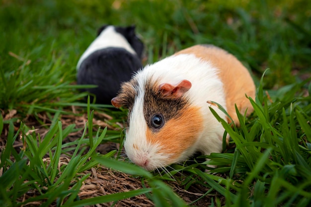 Guinea pig walks on the grass...