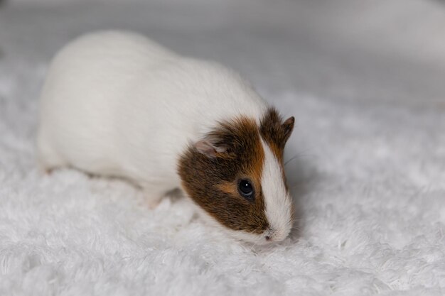 Guinea pig on a white fluffy carpet