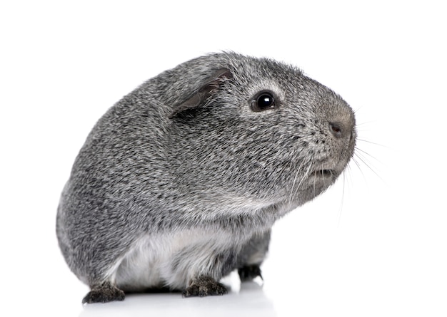 Guinea pig on a white isolated