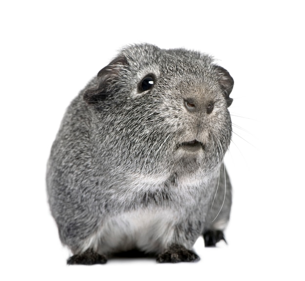 Guinea pig on a white isolated