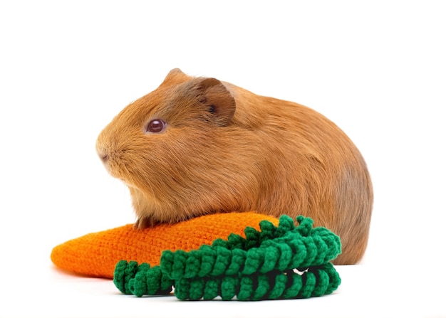 Cavia con una carota giocattolo lavorata a maglia