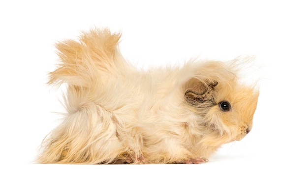 Cavia con capelli lunghi isolati su bianco