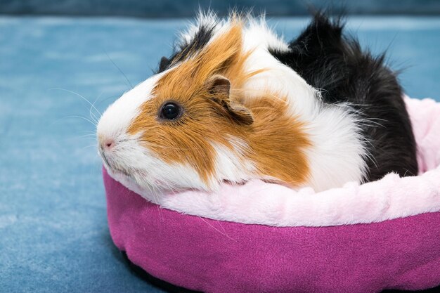 Guinea pig A young funny guinea pig lies in a pink crib a pink hammock