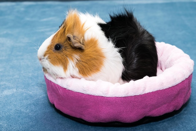 Guinea pig A young funny guinea pig lies in a pink crib a pink hammock