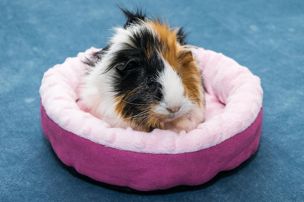 Guinea pig A young funny guinea pig lies in a pink crib a pink hammock