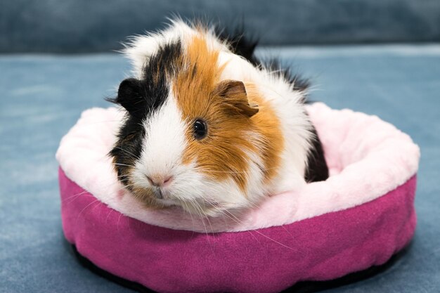 Guinea pig A young funny guinea pig lies in a pink crib a pink hammock