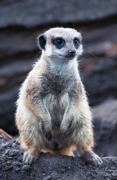 動物園のクローズ アップのセレクティブ フォーカスでモルモット