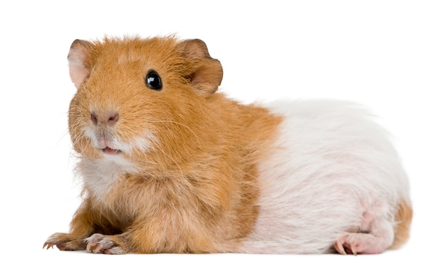 Guinea pig