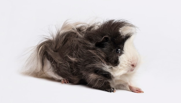 Guinea pig